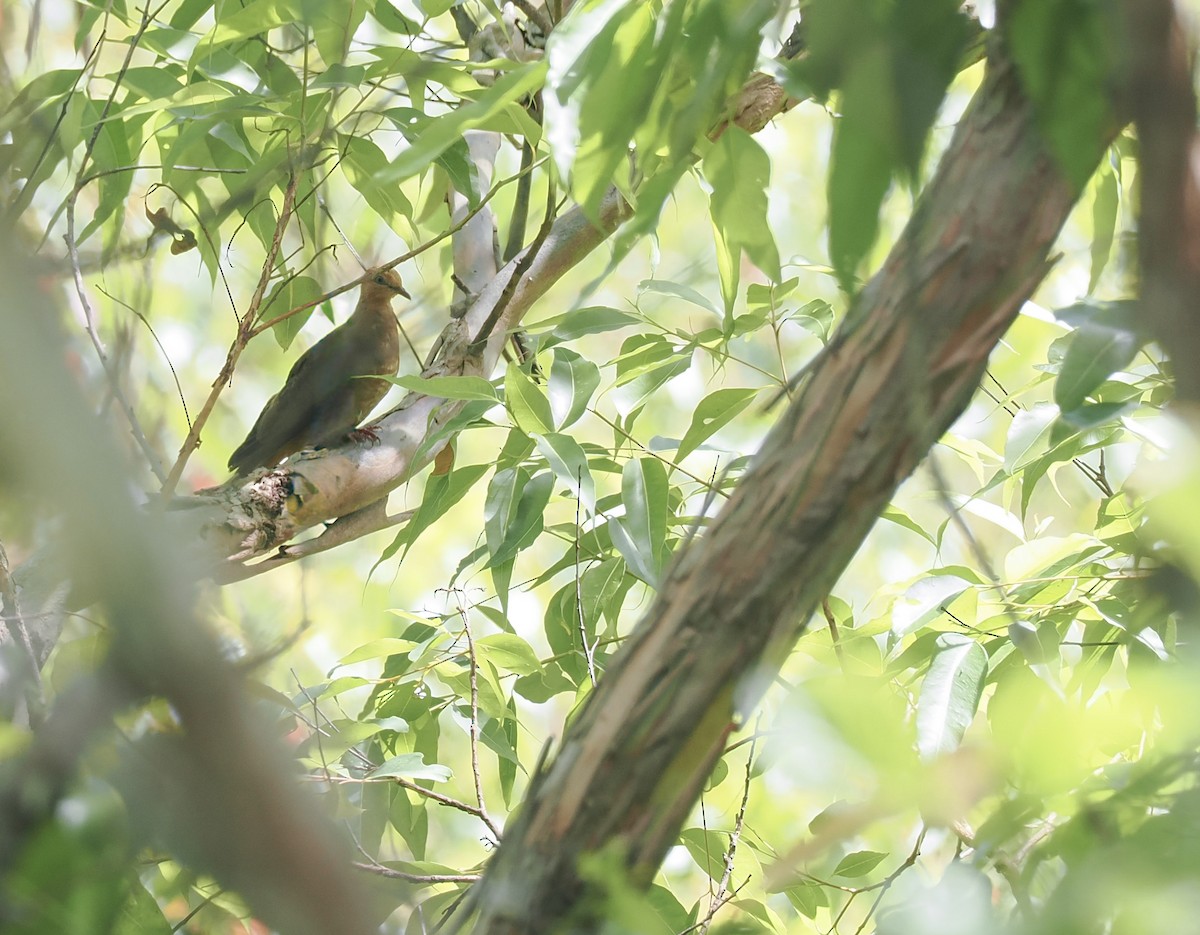 Little Cuckoo-Dove (Eucalypt) - ML644845280