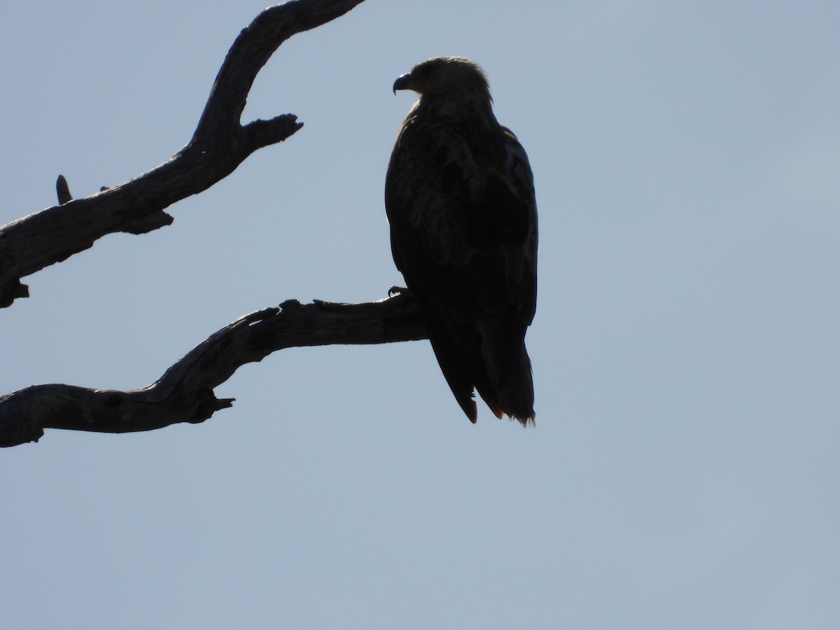 Whistling Kite - ML644845282