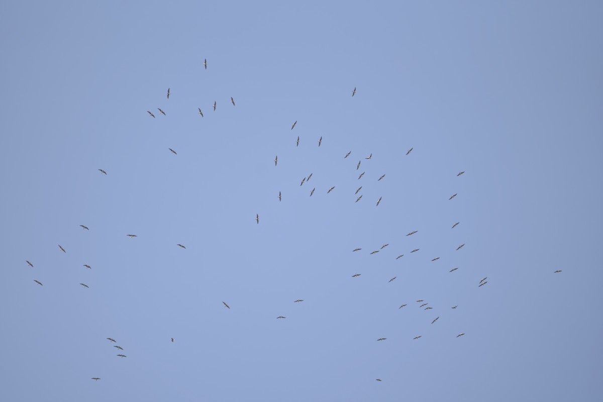 Oriental Pratincole - ML644845284