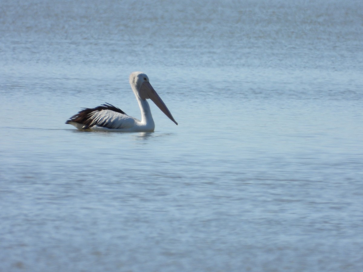 Australian Pelican - ML644845295