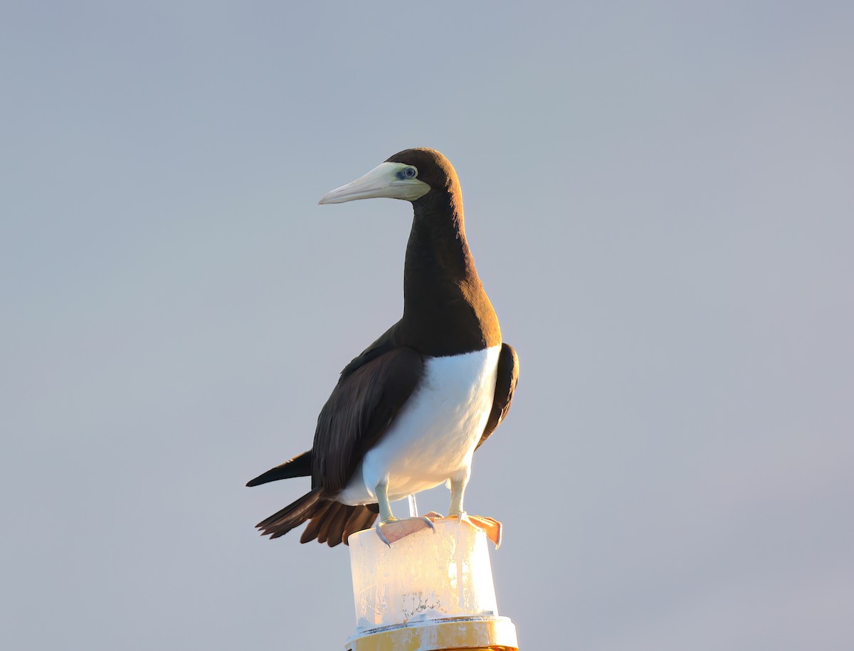 Brown Booby - ML644845311