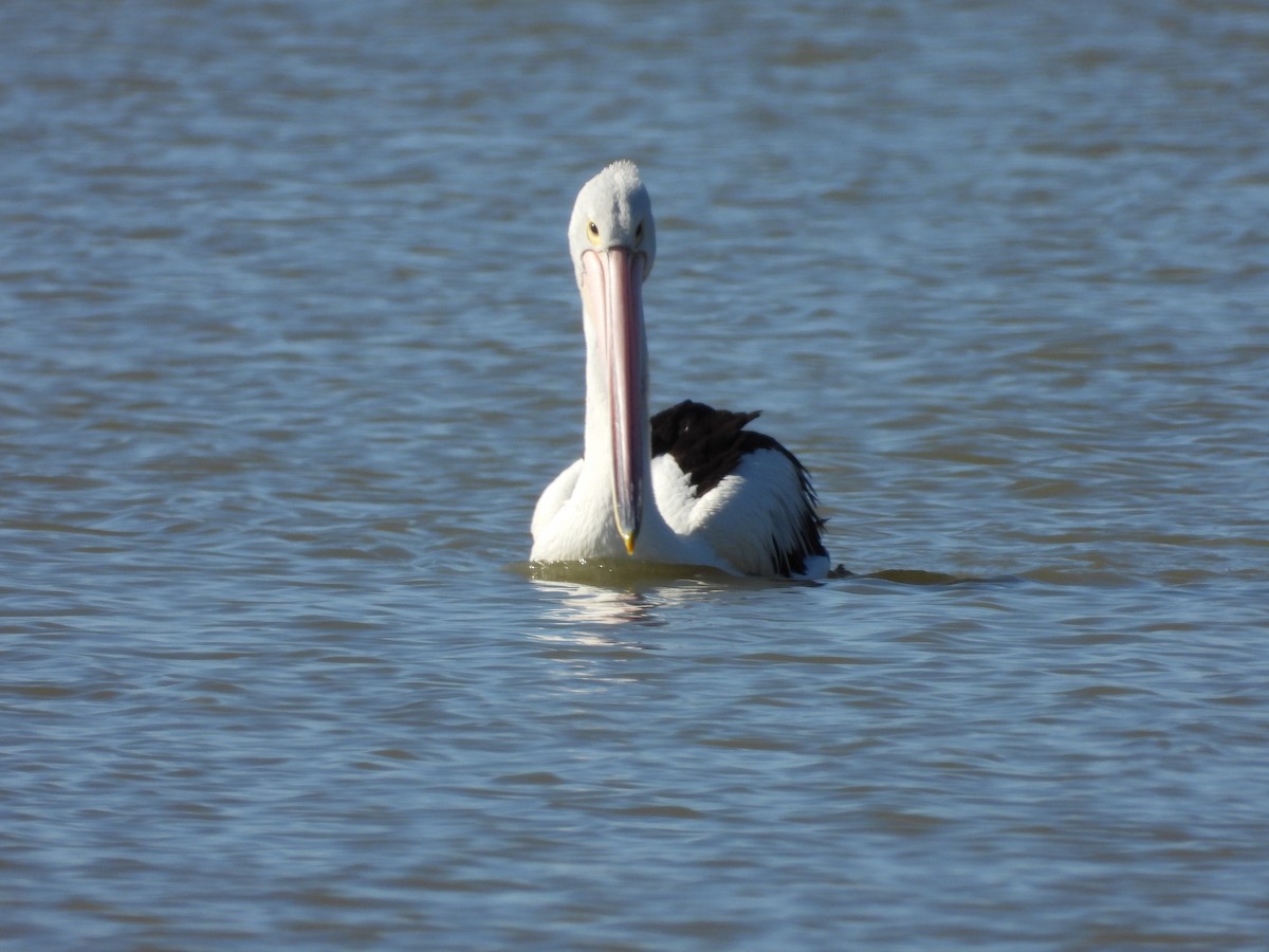 Australian Pelican - ML644845312