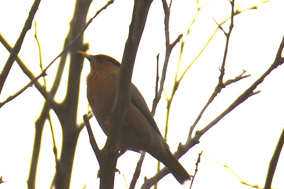 Brahminy Starling - ML644845333