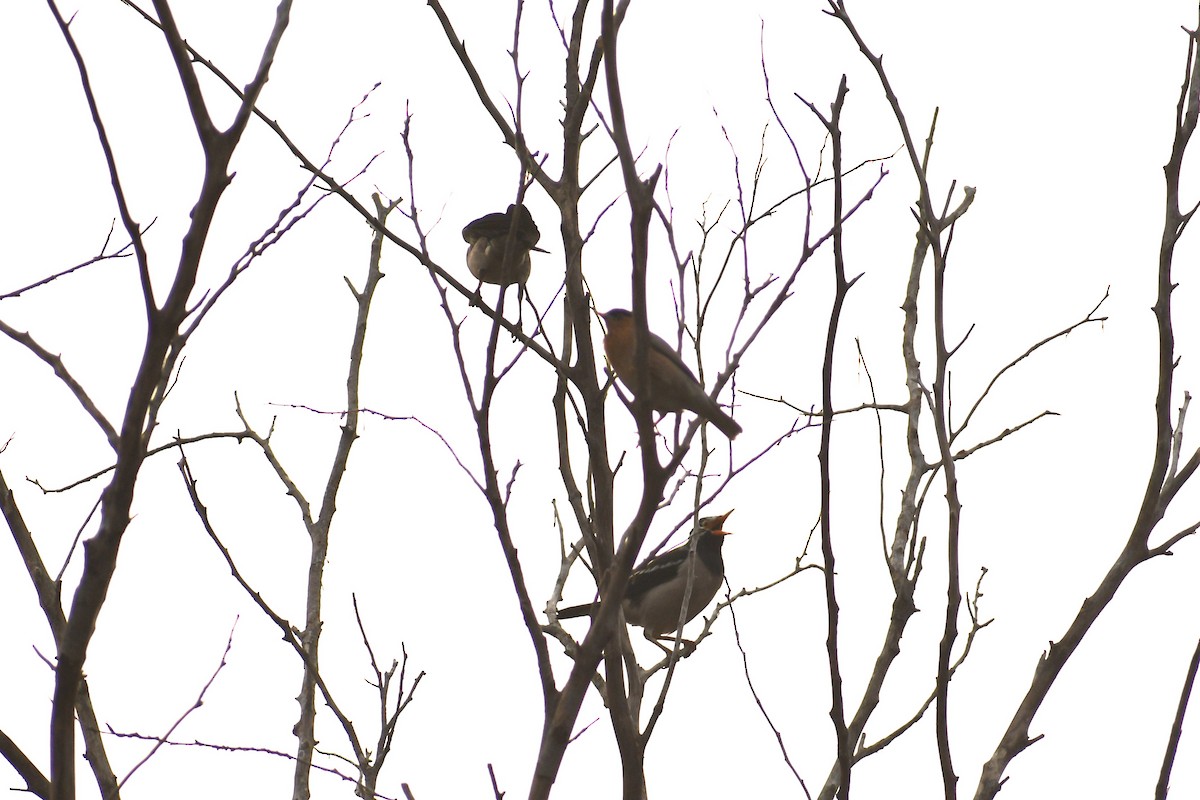 Indian Pied Starling - ML644845339