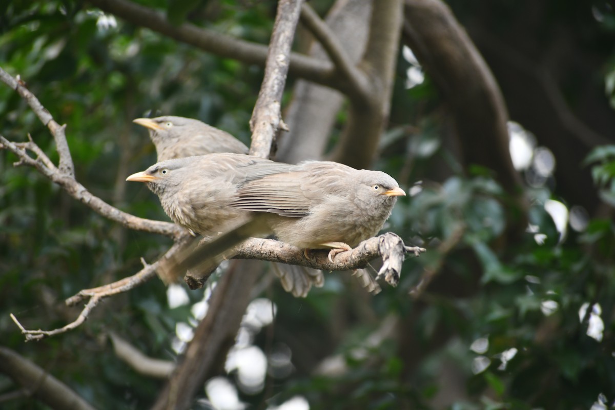 Jungle Babbler - ML644845351
