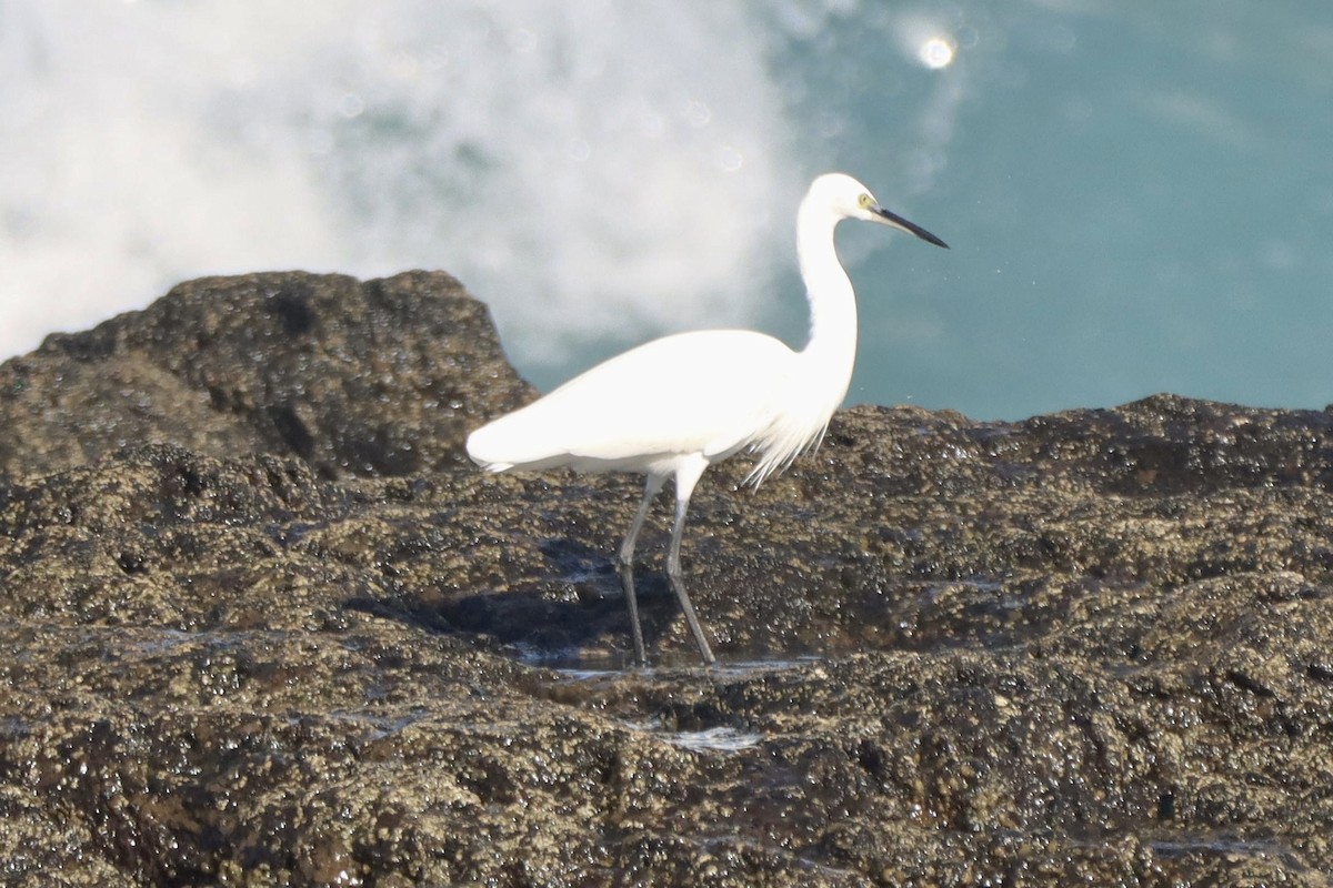 Little Egret - ML644845355
