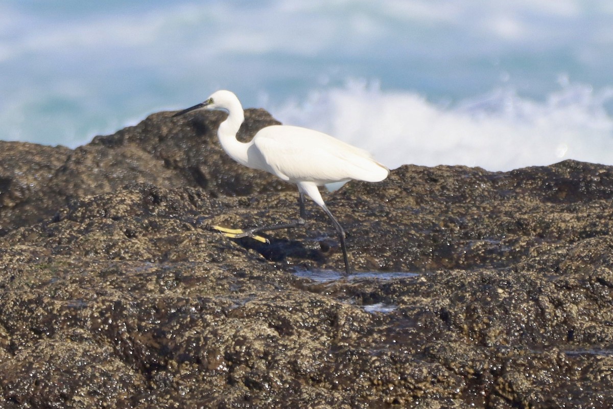 Little Egret - ML644845356