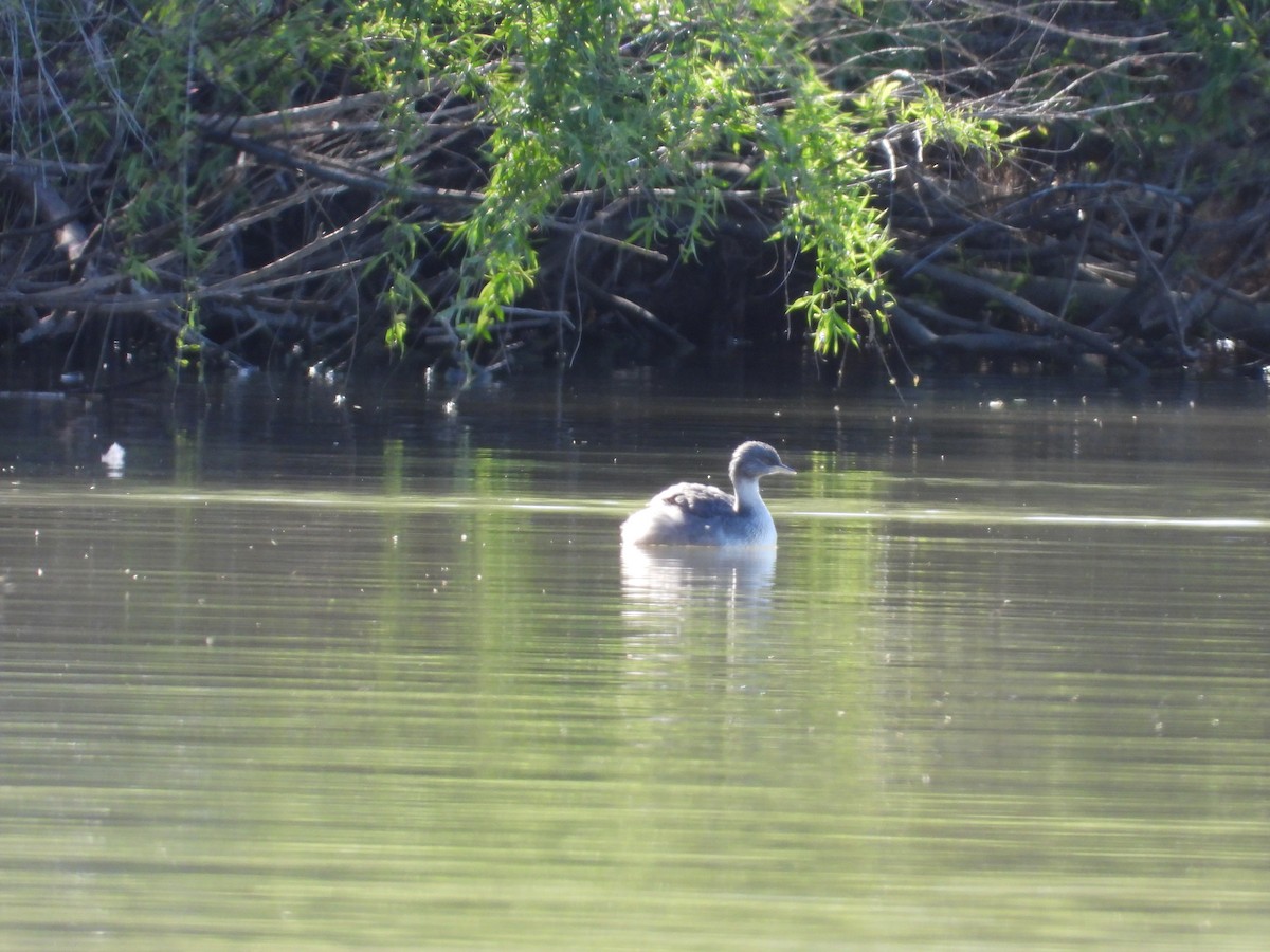 シラガカイツブリ - ML644845378