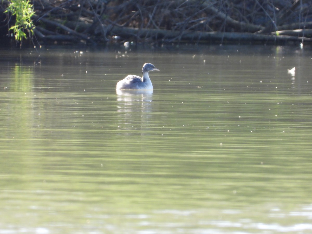 シラガカイツブリ - ML644845384