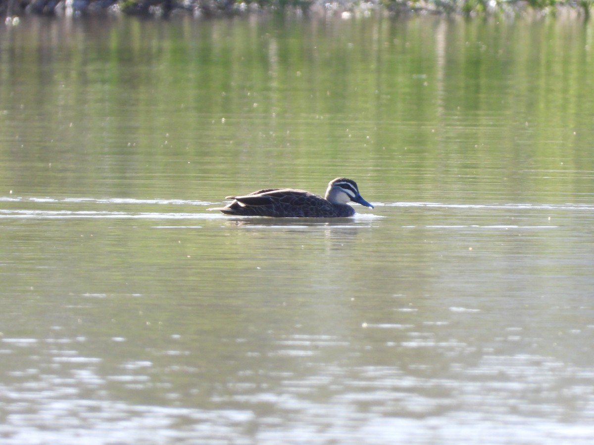 Pacific Black Duck - ML644845391