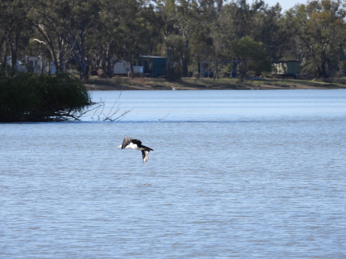 Pied Cormorant - ML644845392