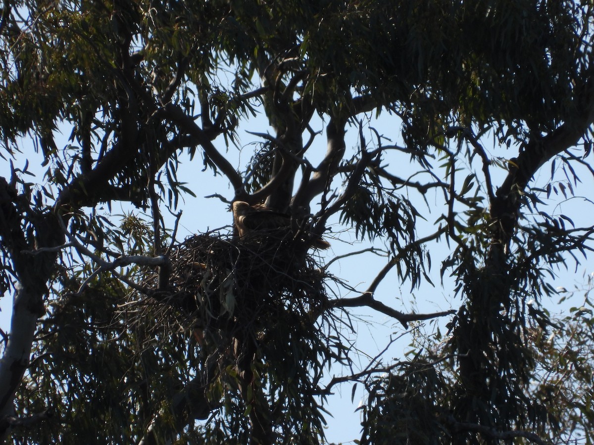 Whistling Kite - ML644845410