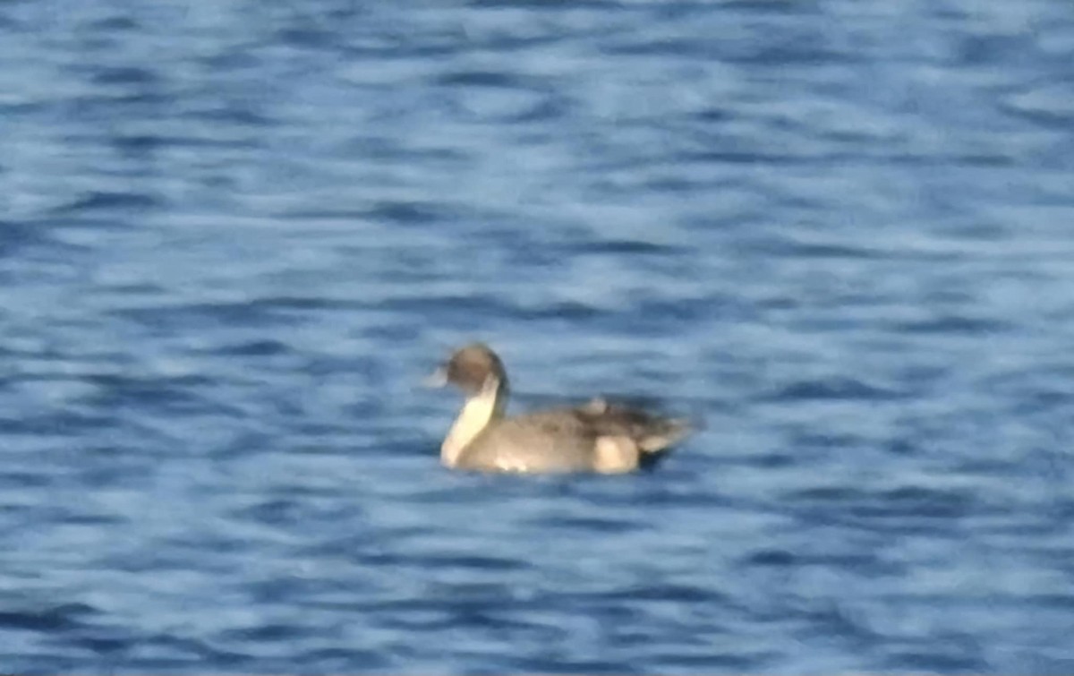 Northern Pintail - ML644845416