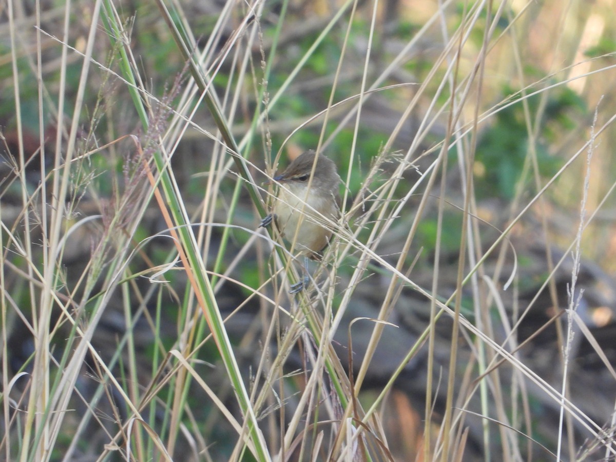 Clamorous Reed Warbler - ML644845420