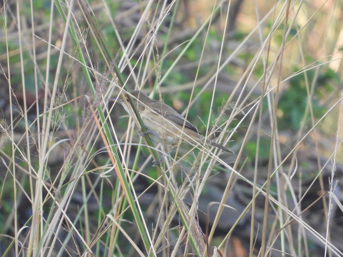 Clamorous Reed Warbler - ML644845421