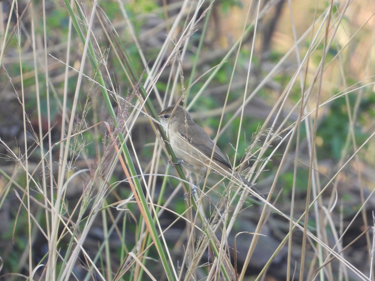 Clamorous Reed Warbler - ML644845422