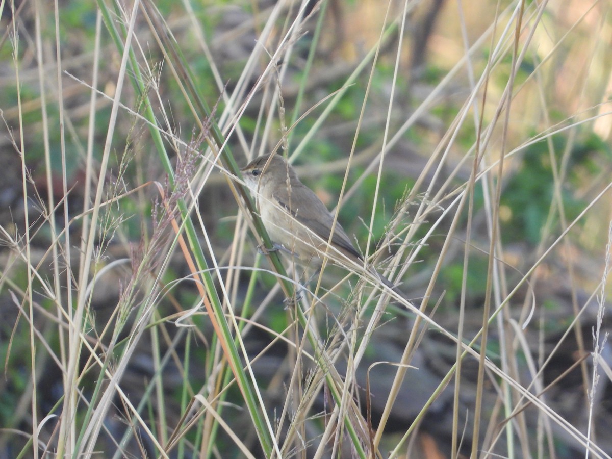 Clamorous Reed Warbler - ML644845426