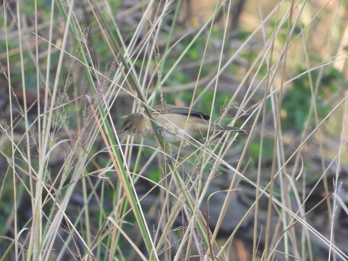 Clamorous Reed Warbler - ML644845427