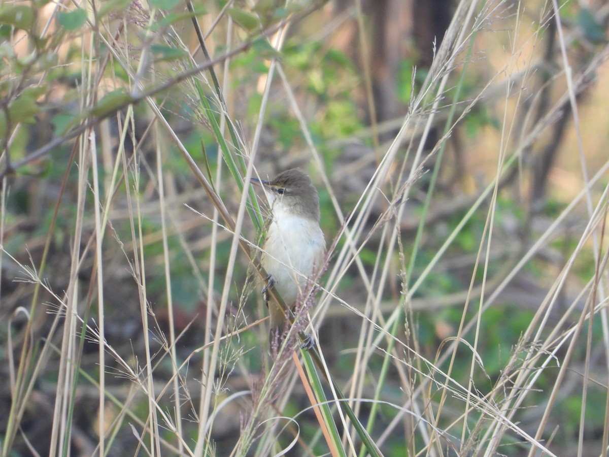 Clamorous Reed Warbler - ML644845428