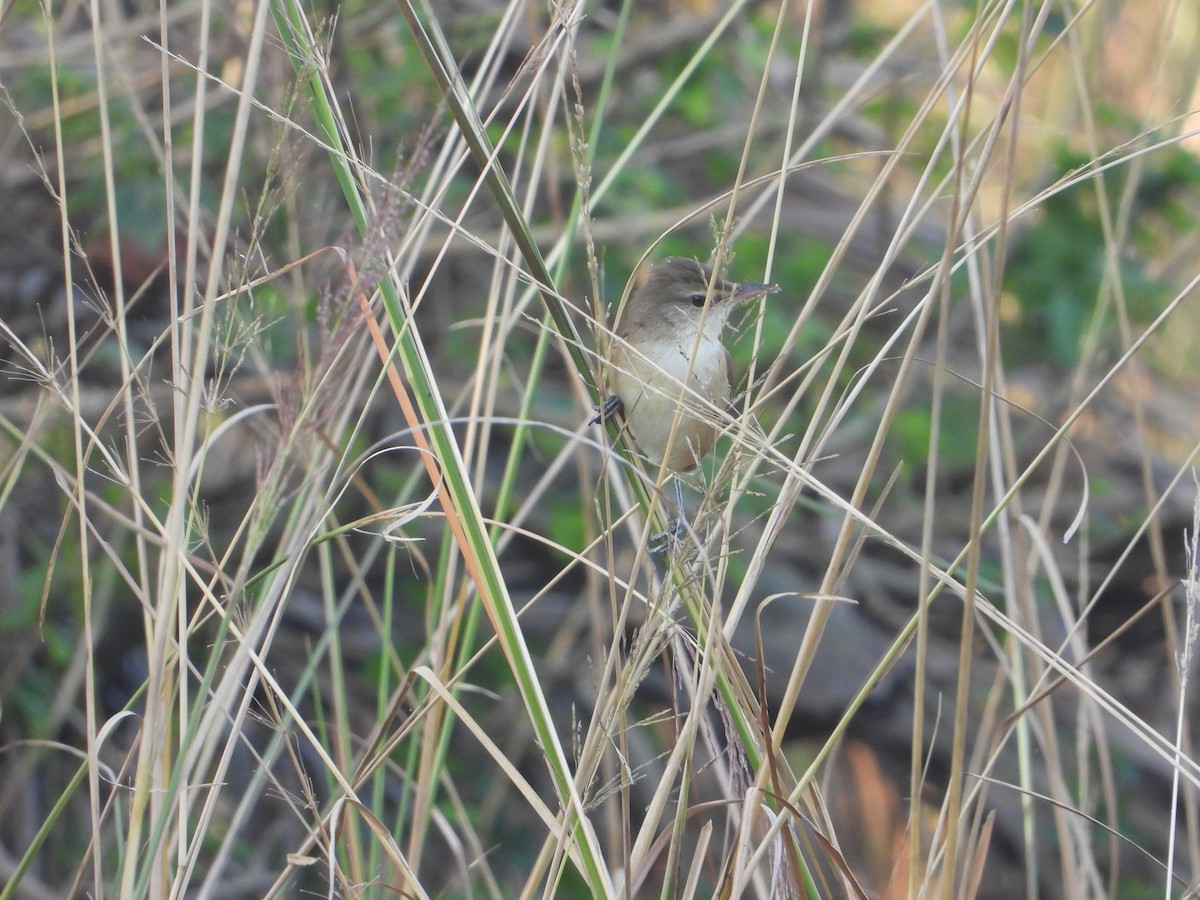 Clamorous Reed Warbler - ML644845429