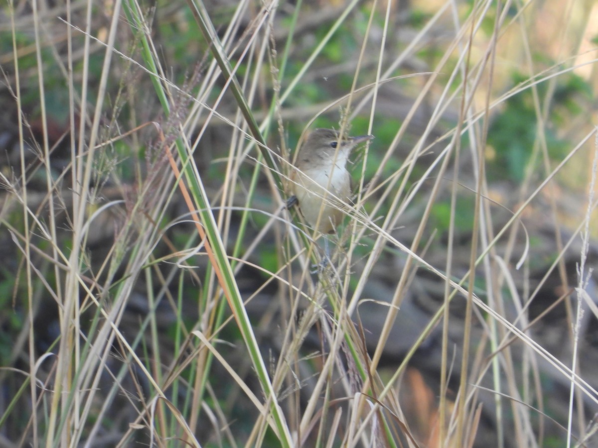 Clamorous Reed Warbler - ML644845430