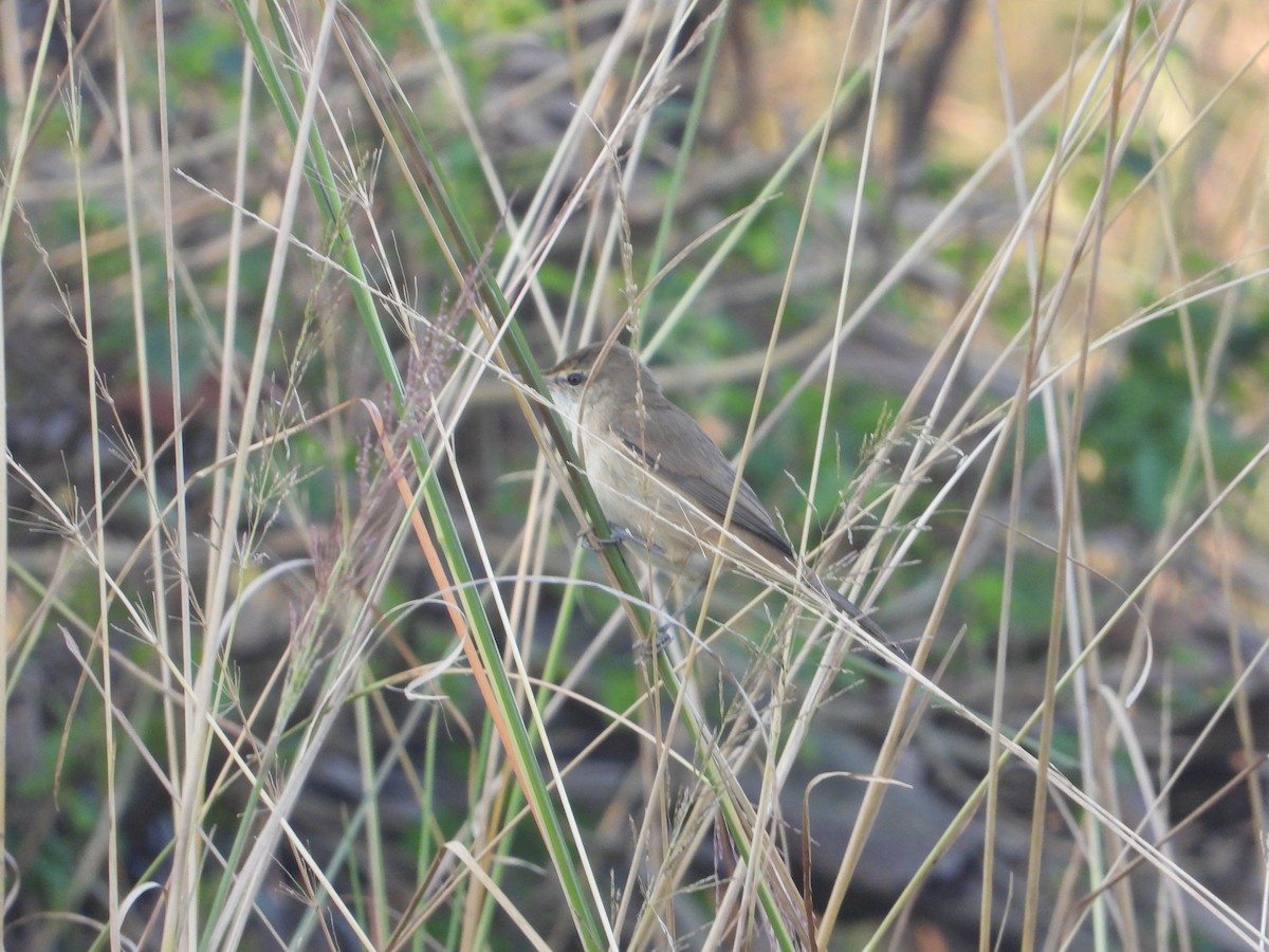 Clamorous Reed Warbler - ML644845431