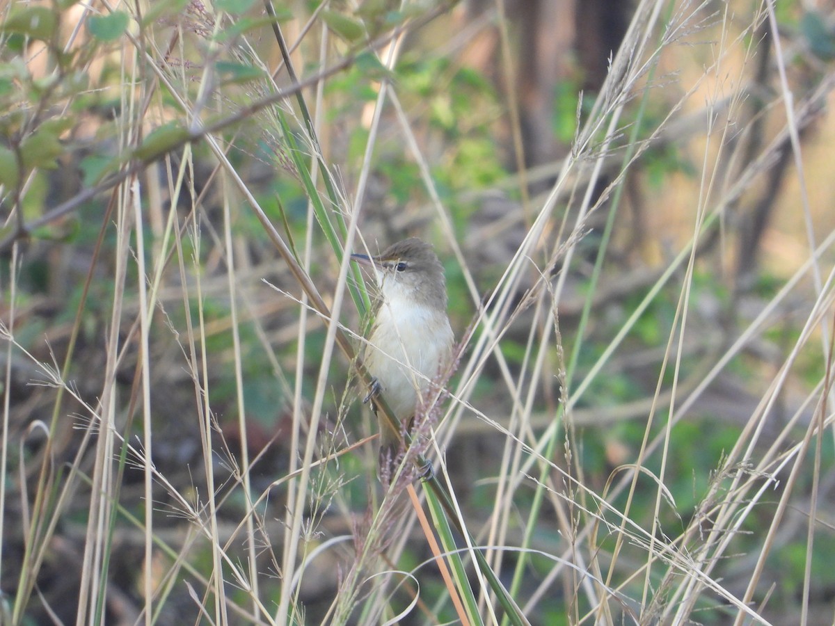 Clamorous Reed Warbler - ML644845432