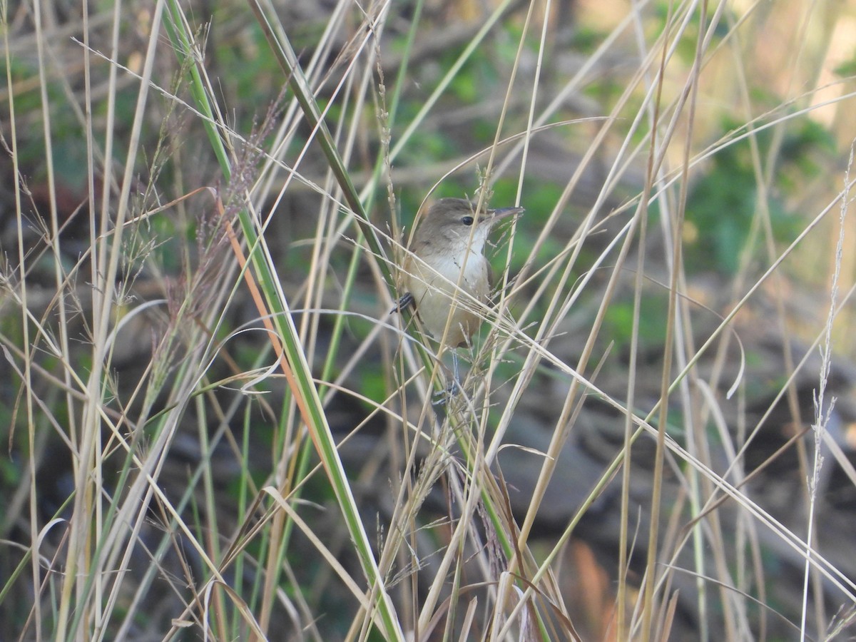 Clamorous Reed Warbler - ML644845434