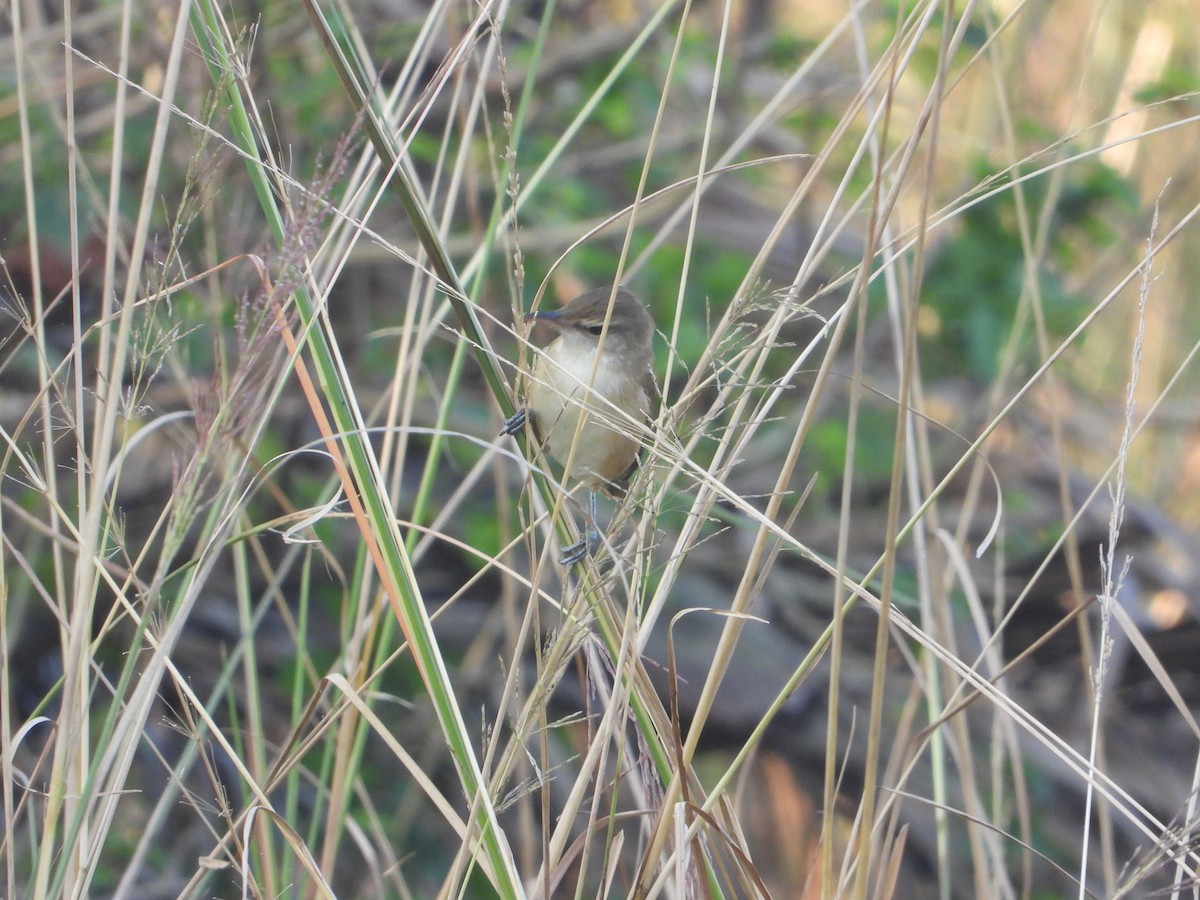 Clamorous Reed Warbler - ML644845435