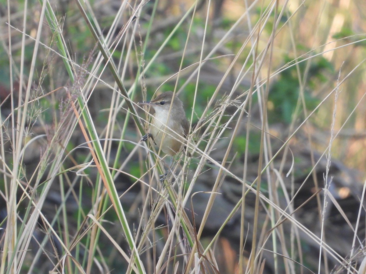 Clamorous Reed Warbler - ML644845436