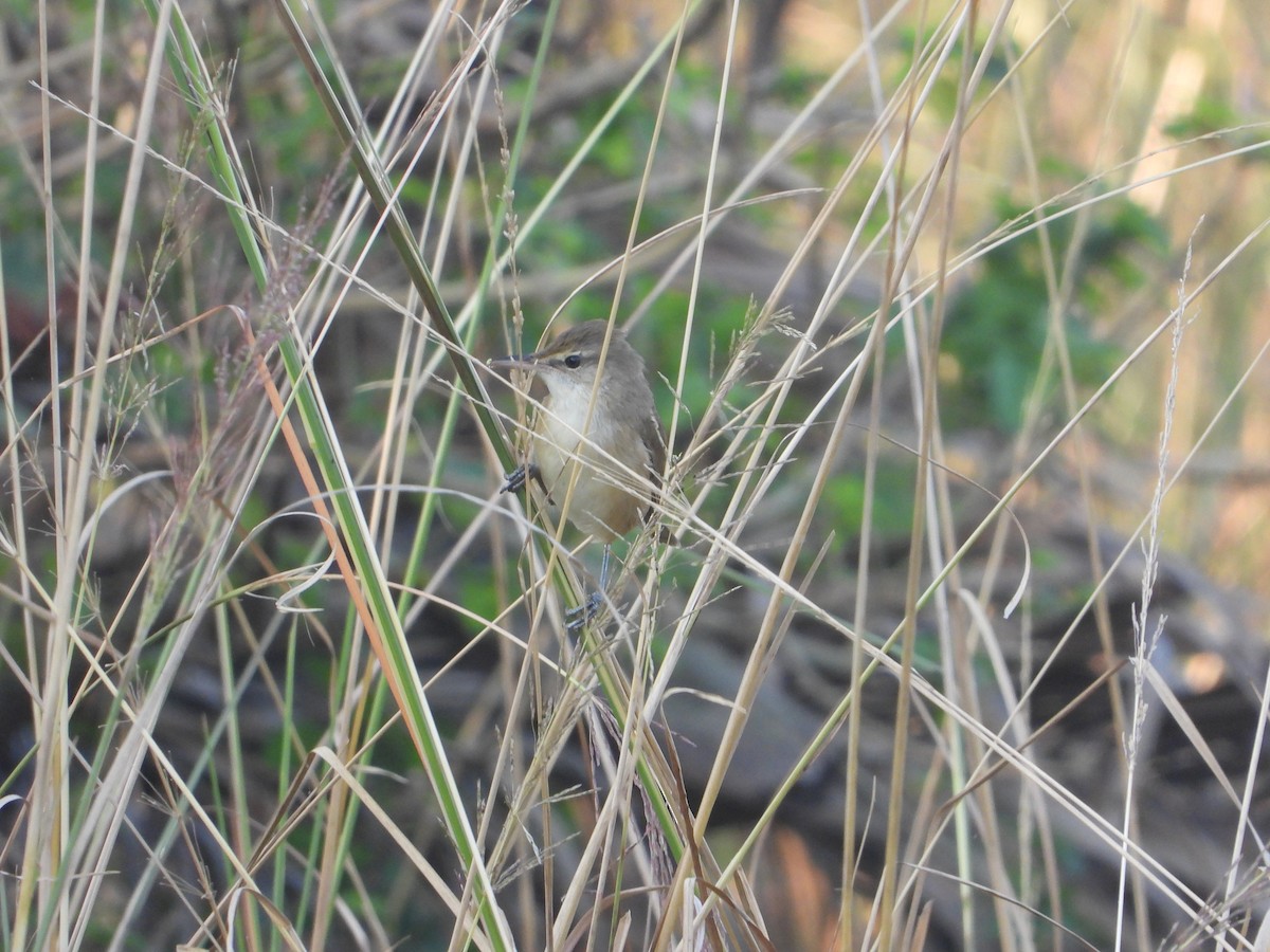 Clamorous Reed Warbler - ML644845437
