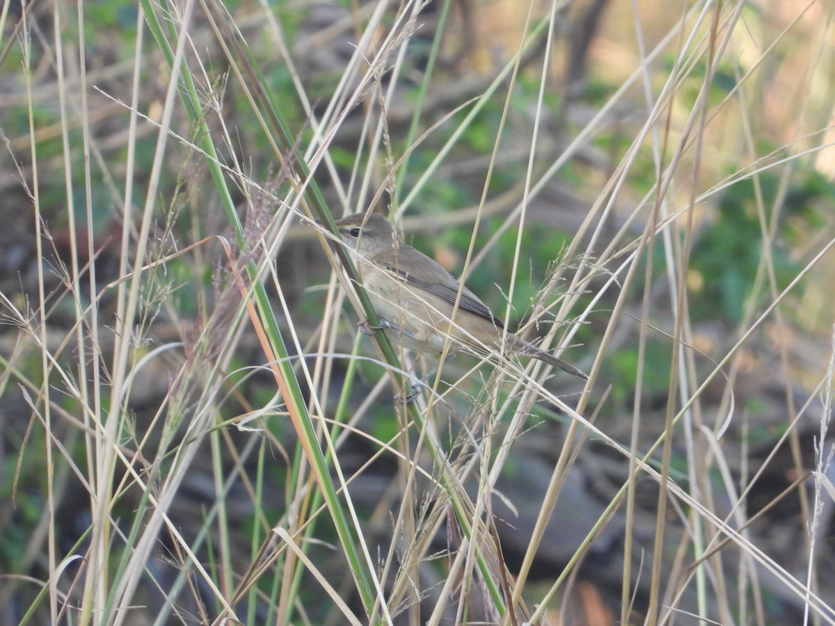 Clamorous Reed Warbler - ML644845438