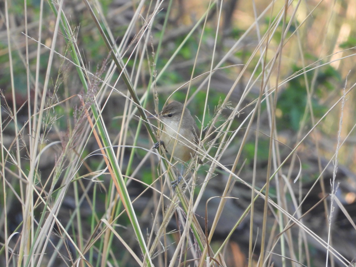 Clamorous Reed Warbler - ML644845439