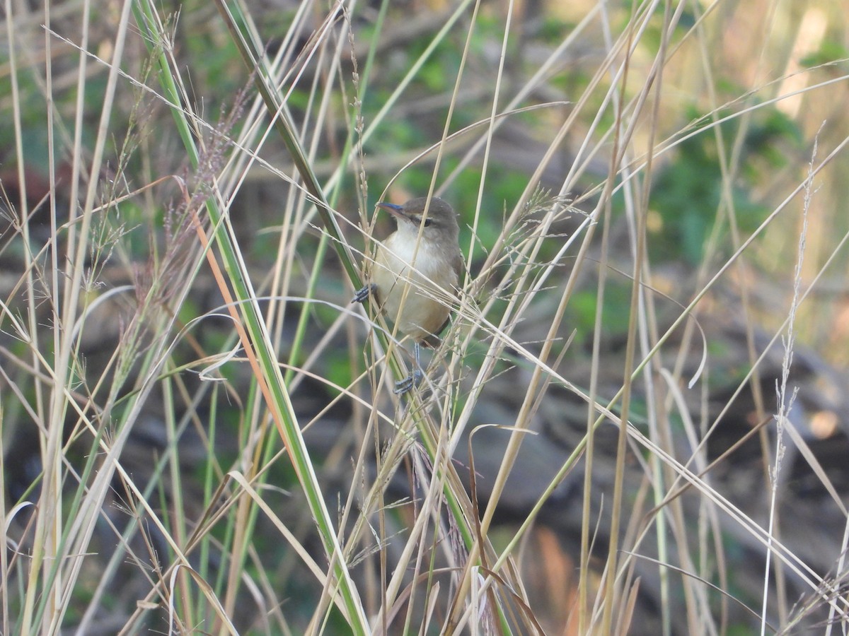Clamorous Reed Warbler - ML644845440