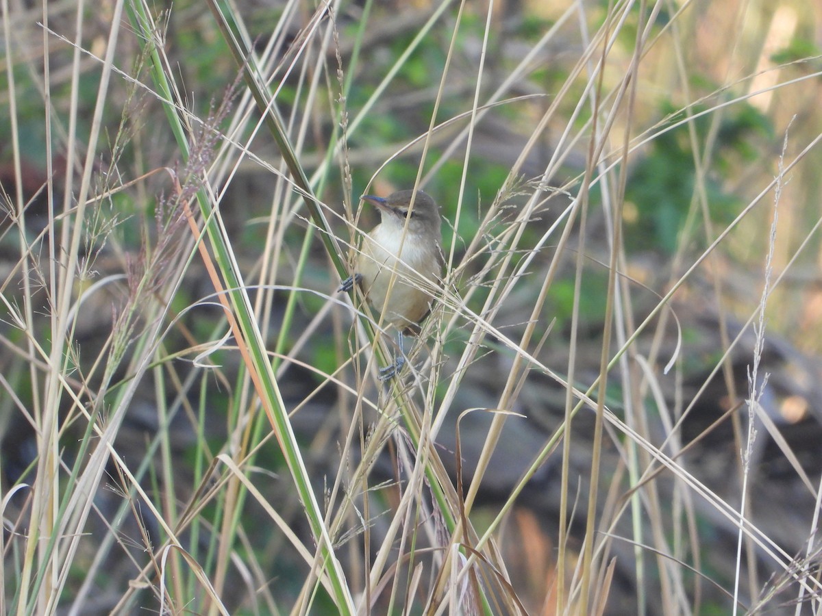 Clamorous Reed Warbler - ML644845441