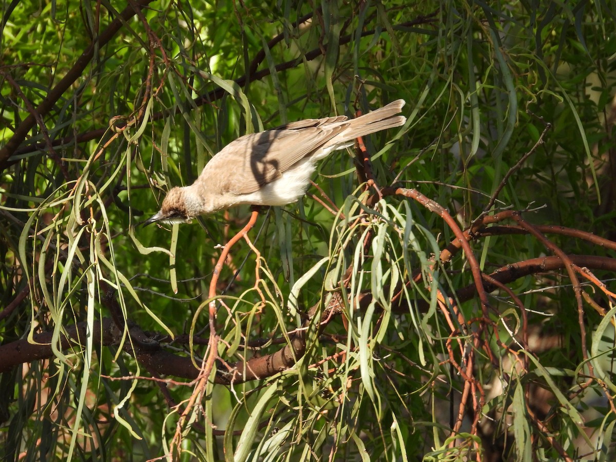 Little Friarbird - ML644845451