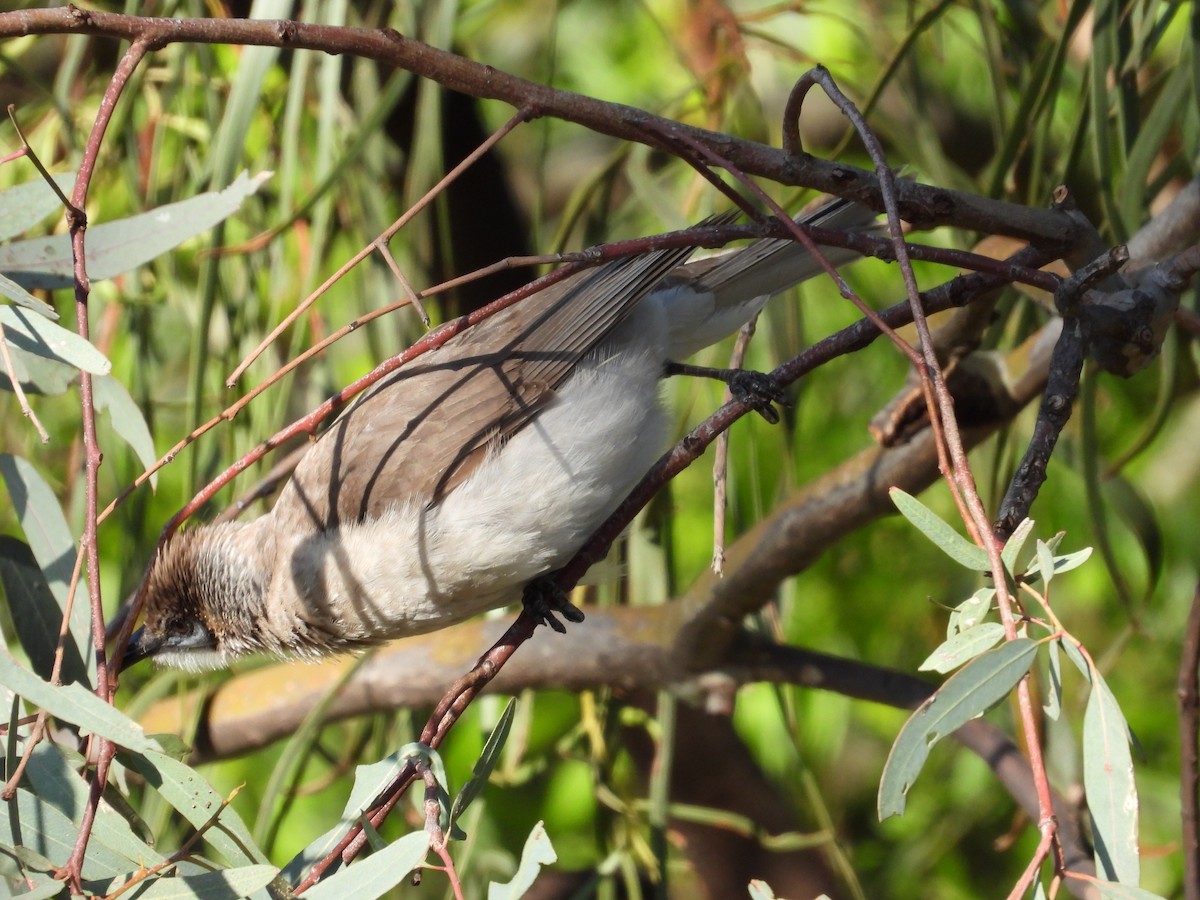 Little Friarbird - ML644845454