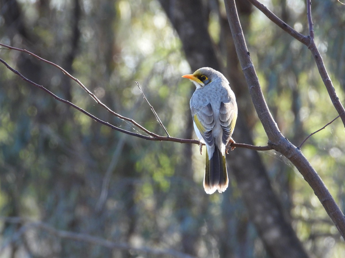 Yellow-throated Miner - ML644845455