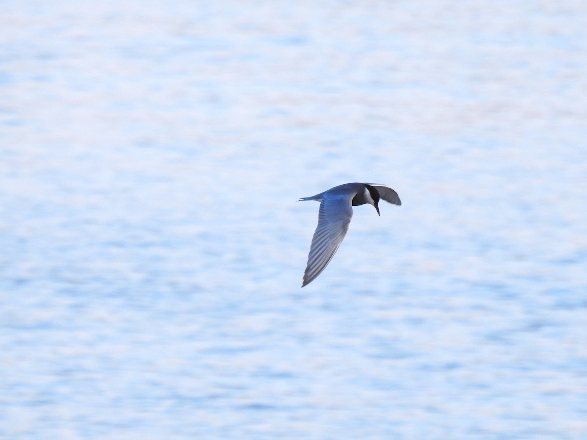Whiskered Tern - ML644845459