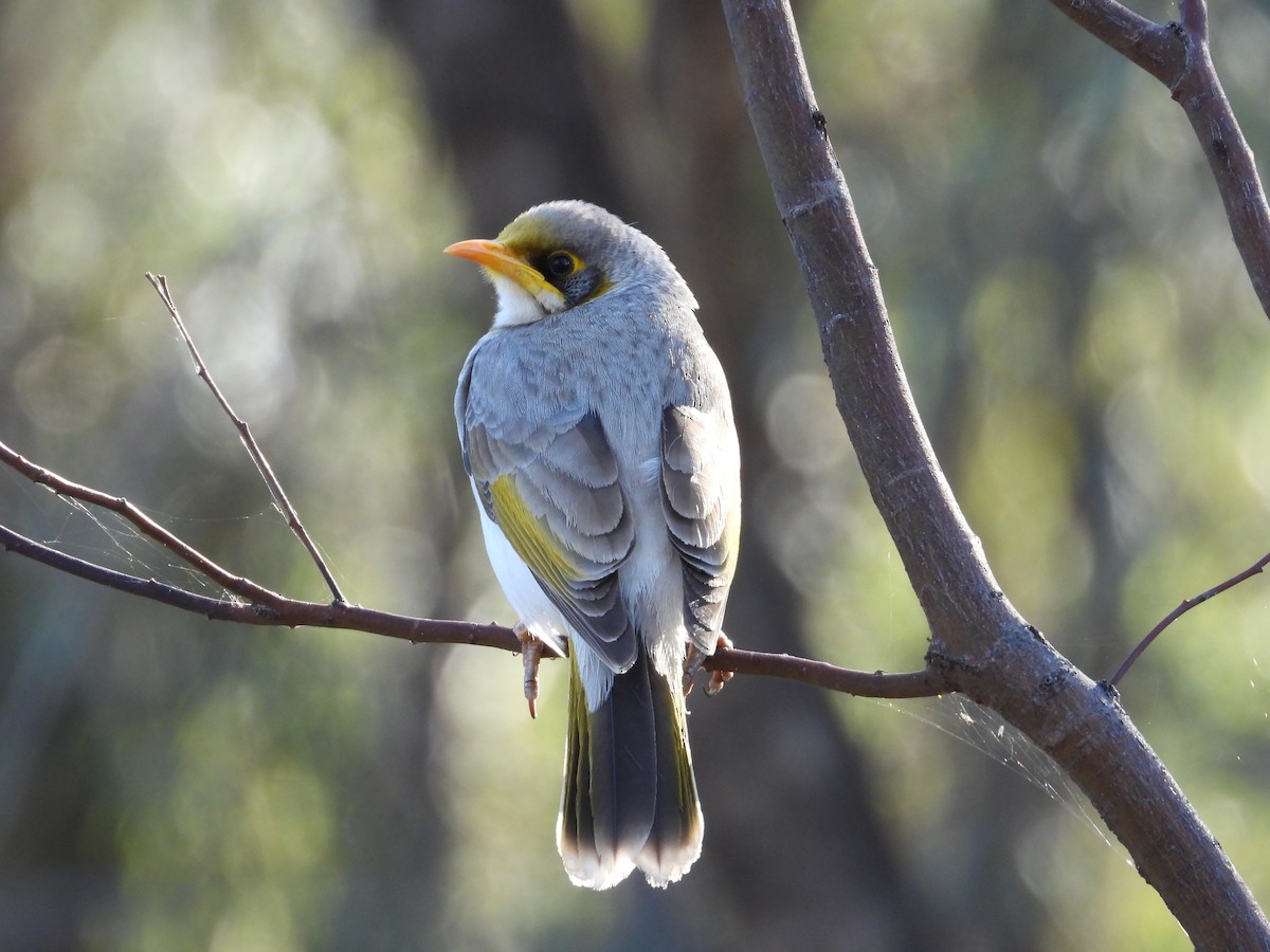 Yellow-throated Miner - ML644845464