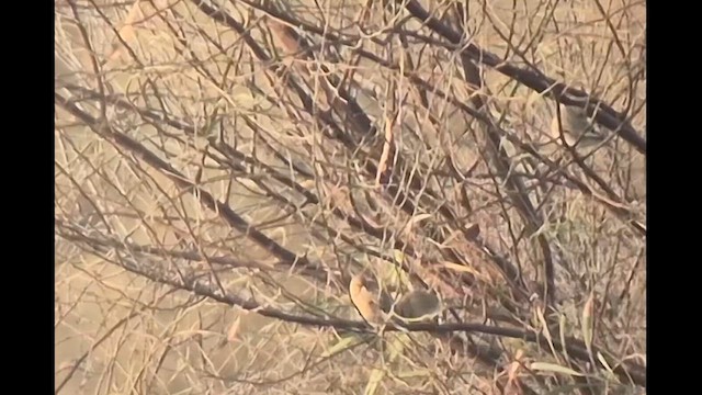 Буланый вьюрок - ML644845468