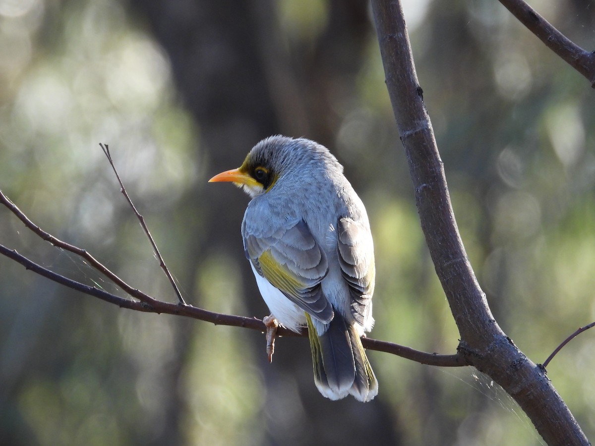 Yellow-throated Miner - ML644845469