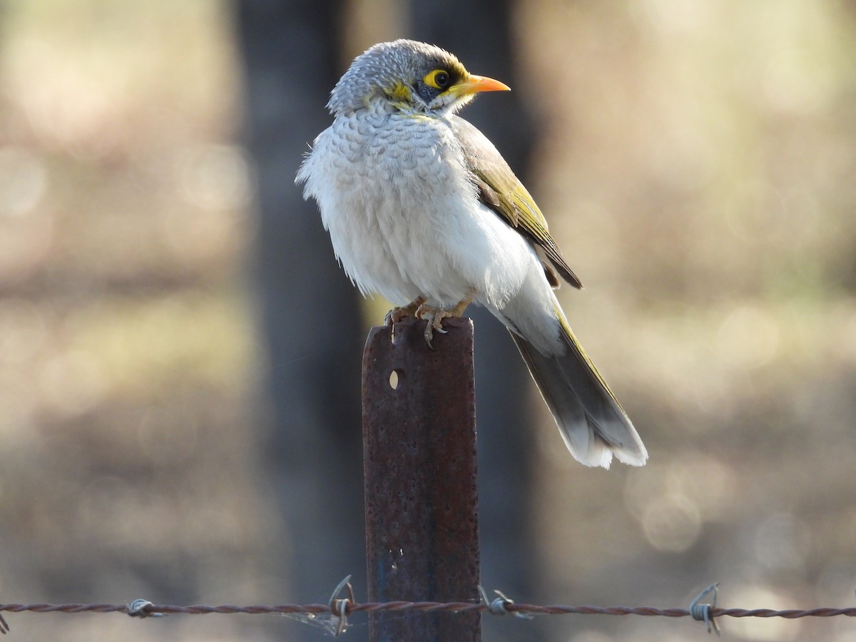 Yellow-throated Miner - ML644845488