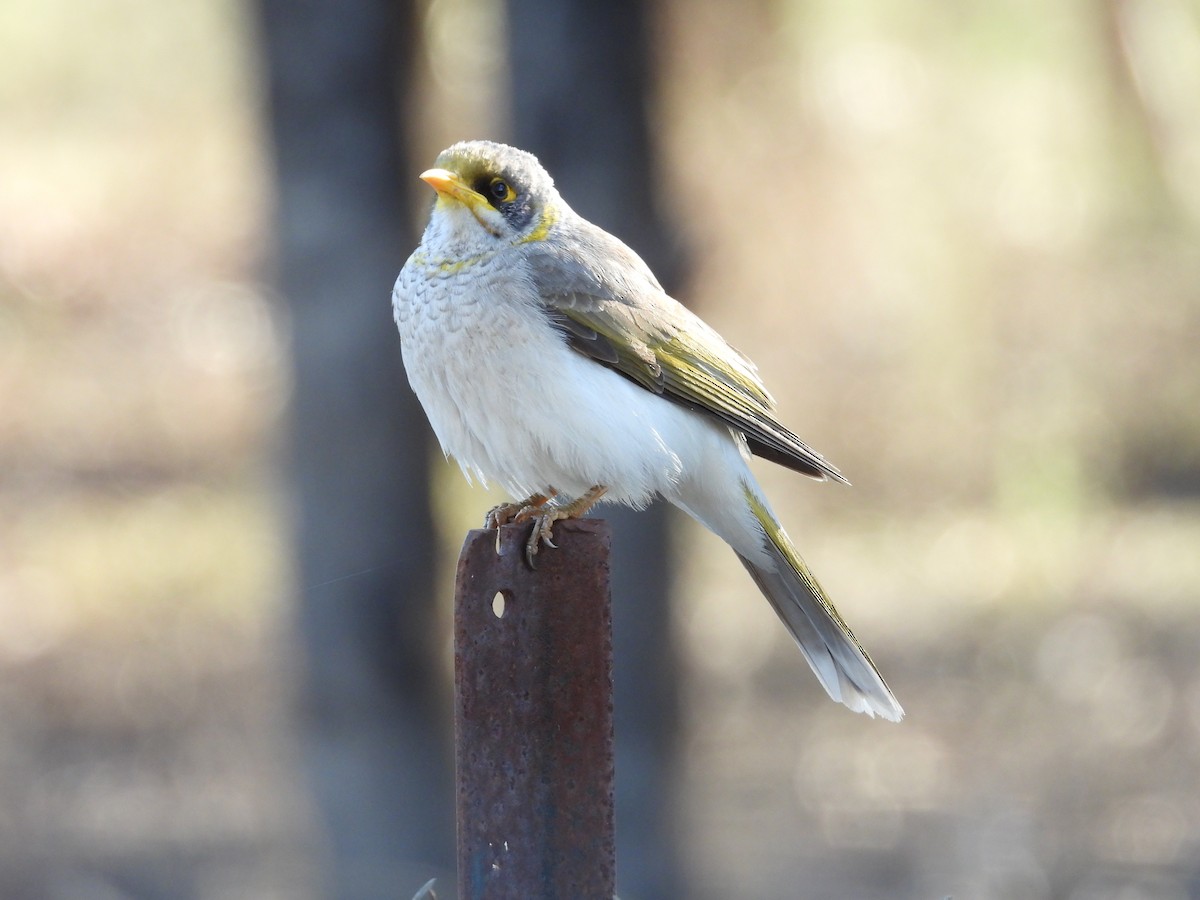 Yellow-throated Miner - ML644845492