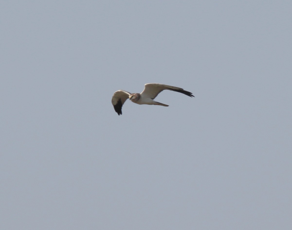 Pallid Harrier - ML644845493