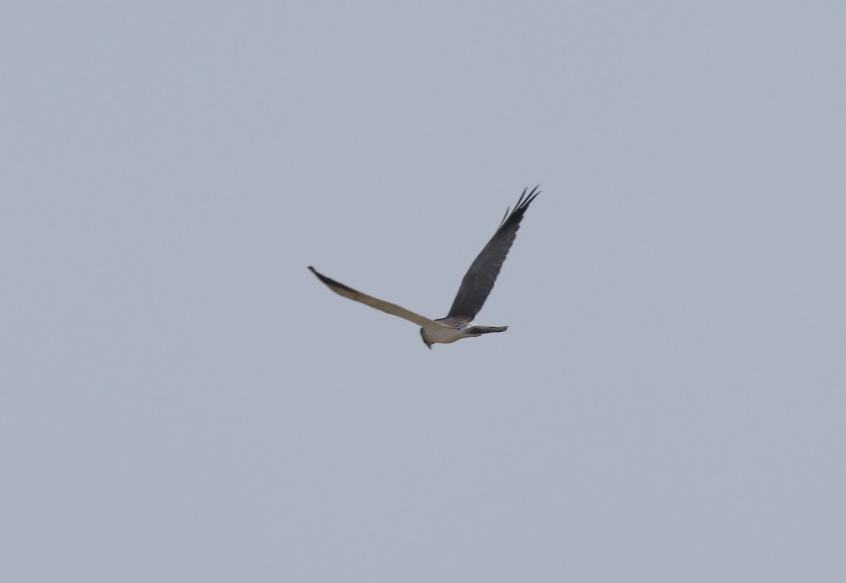 Pallid Harrier - ML644845494