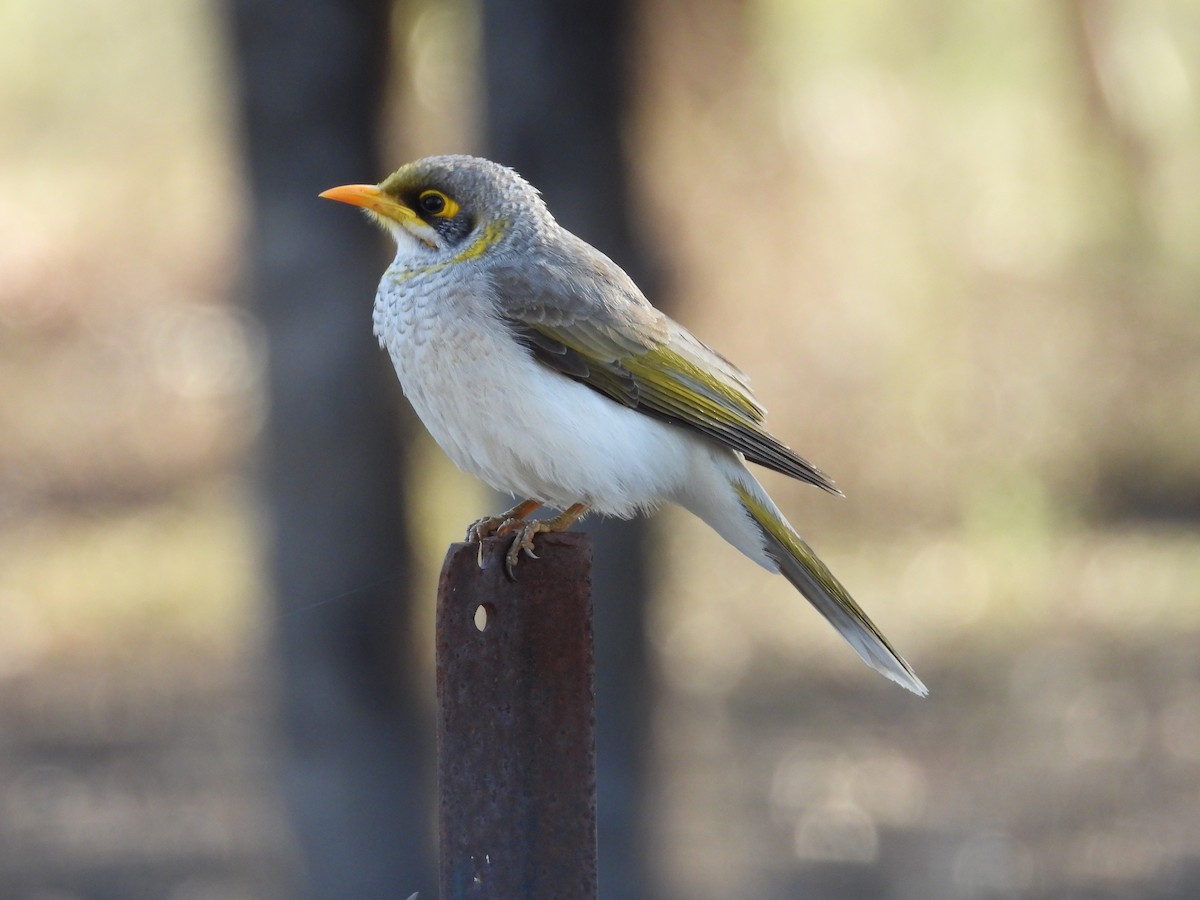 Yellow-throated Miner - ML644845495