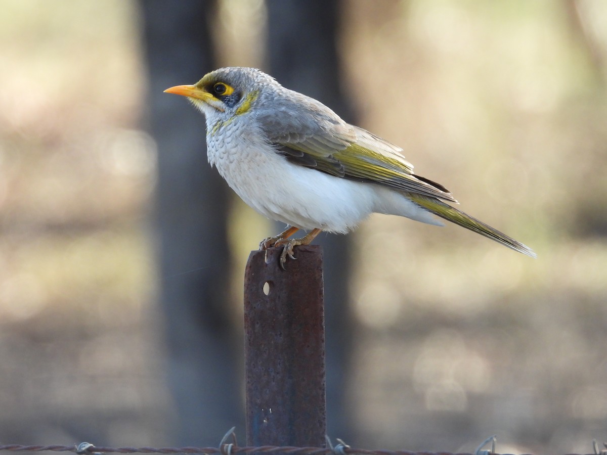 Yellow-throated Miner - ML644845496