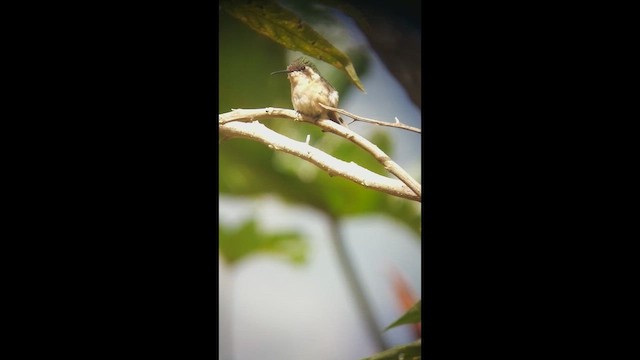 Slender-tailed Woodstar - ML644845500
