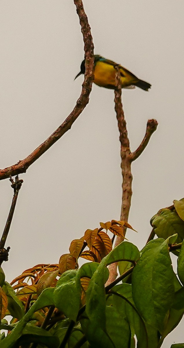 strdimil obojkový - ML644845508